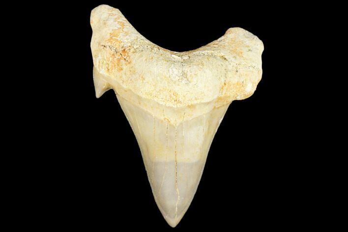 Fossil Shark Tooth (Otodus) - Morocco #103228